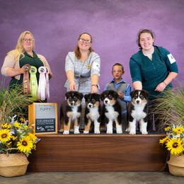 Australian Shepherd Puppies from WyoWinds Australian Shepherds
