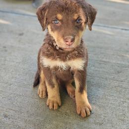 Mango - Tan female Chesapeake Bay Retriever puppy in Soap Lake, Washington from Desert Oasis Kennels