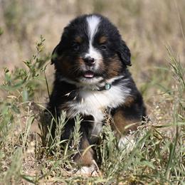 Bernese Mountain Dog, Golden Mountain Dog, and Golden Retriever Puppies from Grateful Bernese & Gage's Goldens
