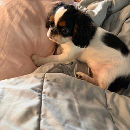 Peggy - Black white and tan female English Toy Spaniel puppy in Pennsylvania from Enchanting Charlies