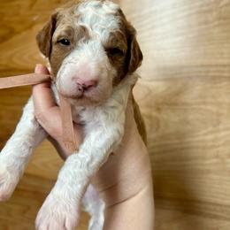 St. Francis - Parti male Goldendoodle puppy in Denison, Iowa from Violet View Iowa Goldendoodles
