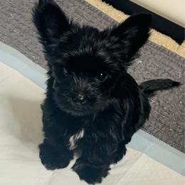 Ollie - Black and tan male Yorkshire Terrier puppy in Aurora, Illinois from YorkieLux