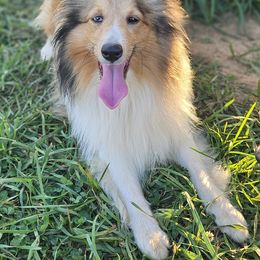 Nixie - Shetland Sheepdog