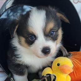 Camo bandana boy - Black and tan male Pembroke Welsh Corgi puppy in Cherokee, Oklahoma from MCS Farms-OK