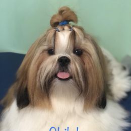 Shiloh - Shih Tzu