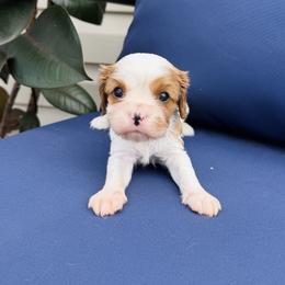 Cavalier King Charles Spaniel Puppies from Haven Farms Cavaliers