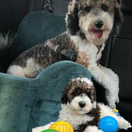 Aussiedoodle, Goldendoodle, and Poodle All Grown Up from North Florida Poodles and Doodles