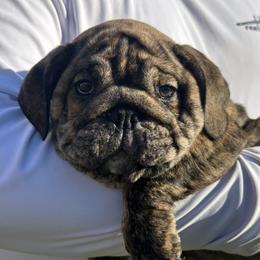 Bulldog and French Bulldog Puppies from Southern Standard Bulldogs