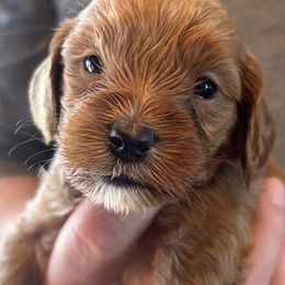 Girl 3 - Australian Labradoodle puppy in Missouri from Sweet Maple Labradoodles, LLC
