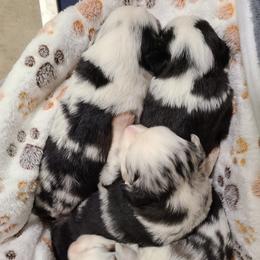 Miniature Australian Shepherd and Toy Australian Shepherd Puppies from Beasley Acres Aussies