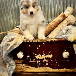 Ramie - Blue merle female Australian Shepherd puppy in Sedalia, Missouri from Affinity Aussies