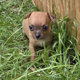 Princess - Fawn female Chihuahua puppy in East Camden, Arkansas from RoyAl