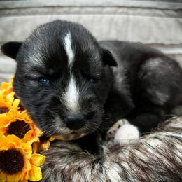 Jet - Agouti and white male Siberian Husky puppy in Union Grove, Alabama from Southern Siberian Life