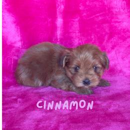 Girl 3 - female Havanese puppy in Fielding, Utah from LUCKY HAVANESE