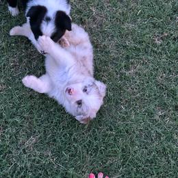 Spice - Red merle female Border Collie puppy in Rocky, Oklahoma from SoCal/Promise Land Border Collies