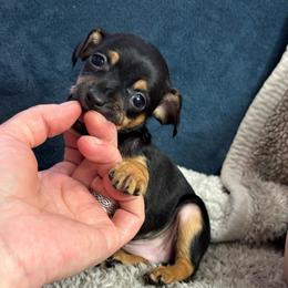 Sophie - Black female Chihuahua puppy in Berwick, Pennsylvania from Maras puppies
