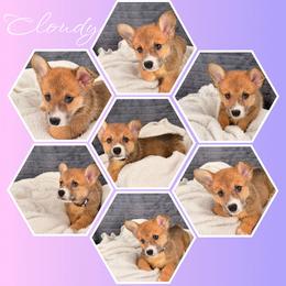 Cloudy - Sable female Pembroke Welsh Corgi puppy in Kiowa, Colorado from Cool Water Corgis LLC