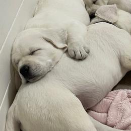 Labrador Retriever Puppies from Kylie's White Labradors of Scottsdale