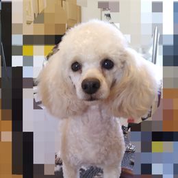 Jazzy - Poodle
