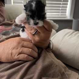 Yorkshire Terrier Puppies from Yorkies of St. George