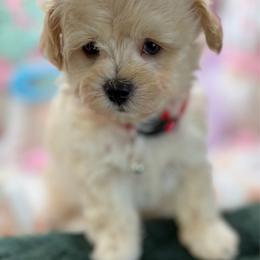 Ethan - Cream male Maltipoo puppy in Colonial Beach, Virginia from BeachRidge Pups