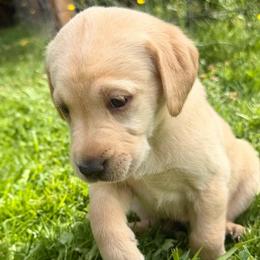 Journey - Yellow female Labrador Retriever puppy in Sweet Home, Oregon from Snowpeak English Labradors