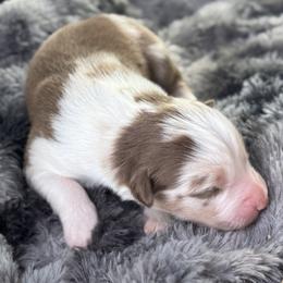 Girl 2 - Red merle female Australian Shepherd puppy in Volant, Pennsylvania from Addie's Aussies