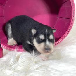 Lumi - Black and white female Siberian Husky puppy in Collins, Iowa from Homegrown Huskies