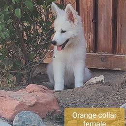 Berger Blanc Suisse Puppies from Absolute Dream White Swiss Shepherds