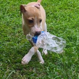 Extra - Tuncap's Extra Dividend - Blue fawn male Italian Greyhound puppy in Porter, Texas from Tuncap's Italian Greyhounds