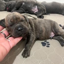 Froggy-grey - Brindle male Companion Cross puppy in Calimesa, California from BoujeePoodlesofsocal