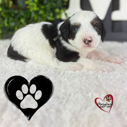 Goldendoodle Puppies from Maryland Designer Doodles