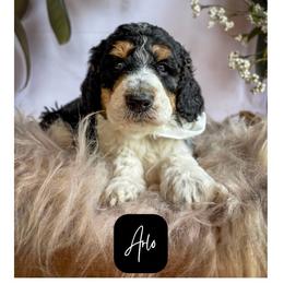 Arlo - Parti male Poodle puppy in Detroit Lakes, Minnesota from Pickerel Pups