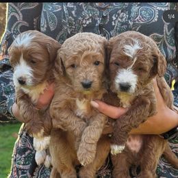 Planned Litter - Apricot female Goldendoodle puppy in Battleground, Washington from Doodles Delight PNW
