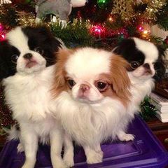 Japanese Chins from Cordia Japanese Chin