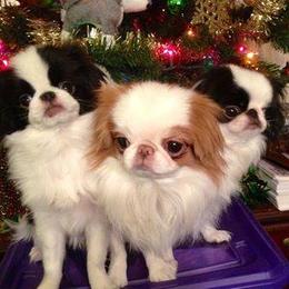 Japanese Chins from Cordia Japanese Chin