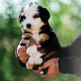 Rocky - male Australian Mountain Doodle puppy in Cortez, Colorado from Sassy Pants Pups