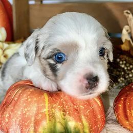 Miniature Australian Shepherds from Bridget's Miniature Aussies