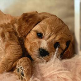 Waffles - Apricot female Cavapoo puppy in Marshfield, Missouri from Puppyloversplace