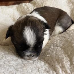 Shih Tzu Puppies from Niepoetter Shih Tzus