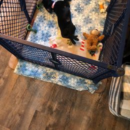 Labrador Retriever Puppies from Harvest Moon Farm