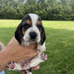 Penelope - Black white and brown female Basset Hound puppy in Lone Jack, Missouri from Wee Little Bassets