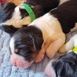 Amy - Black white and tan female English Springer Spaniel puppy in Kingsport, Tennessee from Leandra's English Springer Spaniels