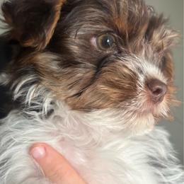 Ready to go BOY - Chocolate, tan and white male Yorkshire Terrier puppy in Dahalonega, Georgia from C. D. K