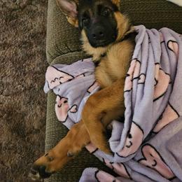 German Shepherd Puppies from Ewig Krieger Kennels