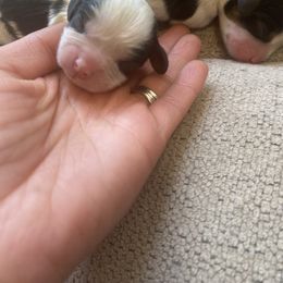 Boy 2 - Cavalier King Charles Spaniel puppy in Otsego, Minnesota from Heartland Cavaliers