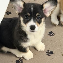 Soufflé - Black and tan female Pembroke Welsh Corgi puppy in Disputanta, Virginia from Silver Myst Acres