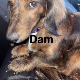 Dachshund All Grown Up from Wiggle Waddle Dachshunds