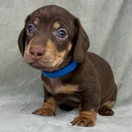 Male 1 - Chocolate and tan male Dachshund puppy in Birmingham, Alabama from LongBottomDachshunds
