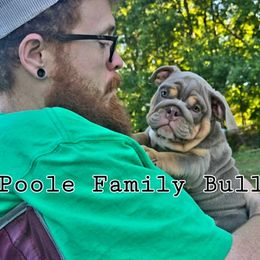Bulldogs from POOLE FAMILY BULLDOGS